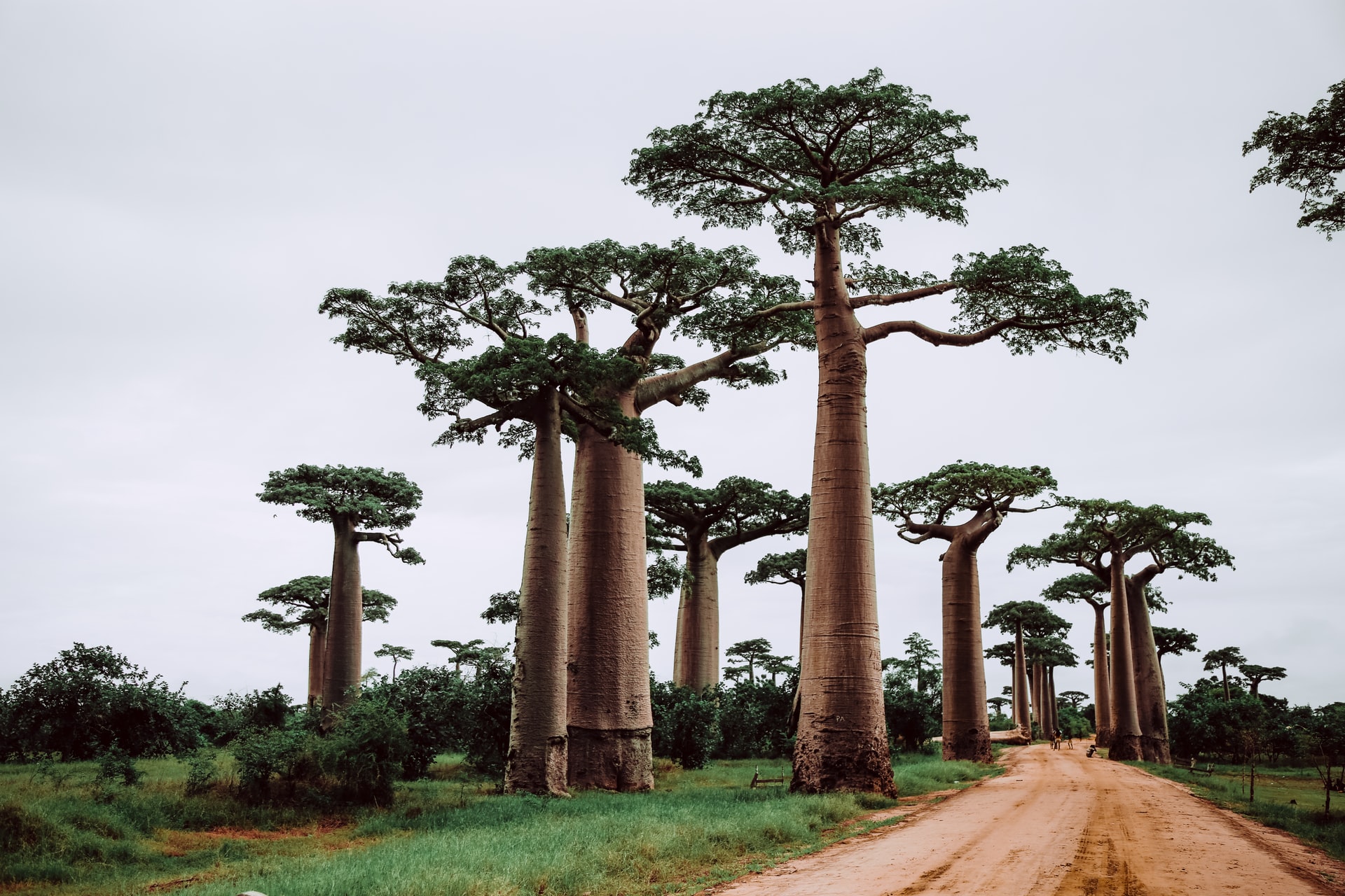 Африка остров Мадагаскар